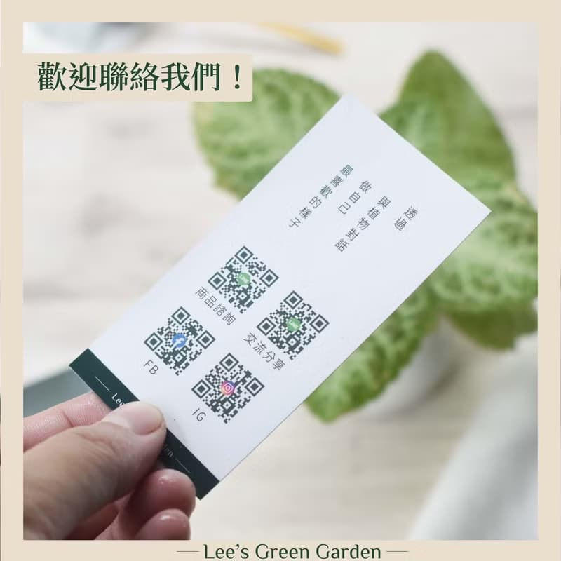 喜蔭花'草莓波紋' 丨室內植栽丨辦公室植栽丨療癒小物丨送禮丨