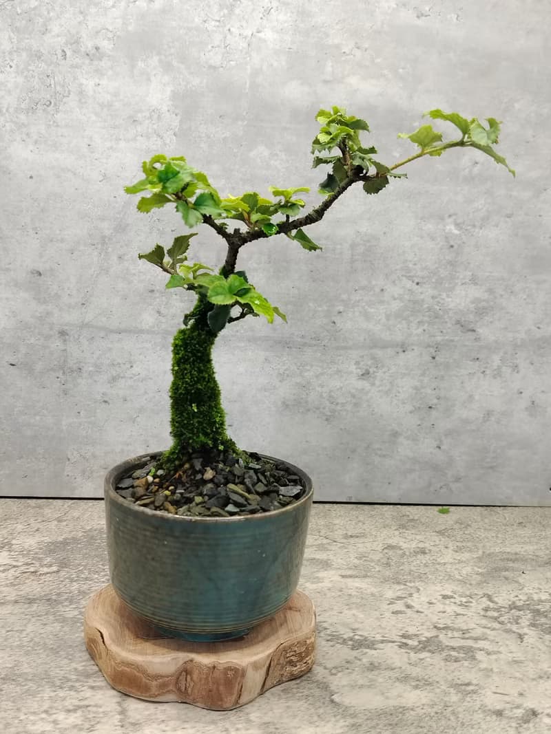 莢迷陶盆小盆栽