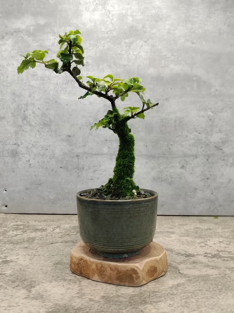 莢迷陶盆小盆栽