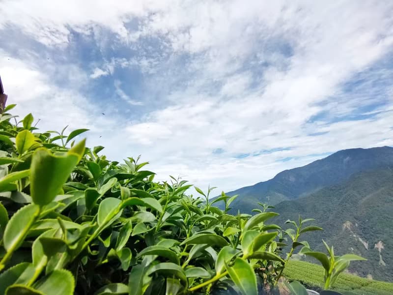 梨山半熟烏龍 | 台灣特色茶 | 梨山高山茶區 | 蔗香果茶