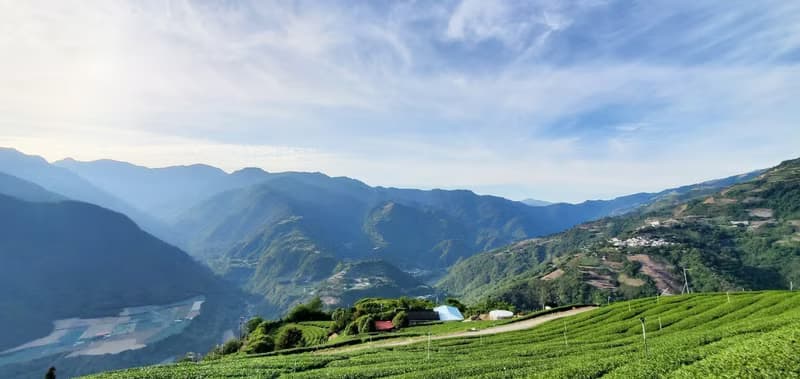 梨山半熟烏龍 | 台灣特色茶 | 梨山高山茶區 | 蔗香果茶