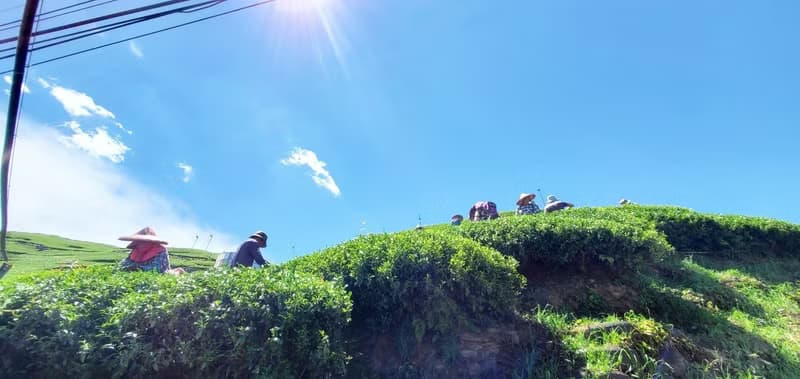 梨山半熟烏龍 | 台灣特色茶 | 梨山高山茶區 | 蔗香果茶