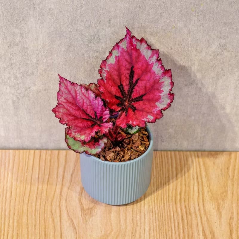 蛤蟆秋海棠 莫蘭迪色系直紋陶盆 室內植物 觀葉植物 禮物 盆栽