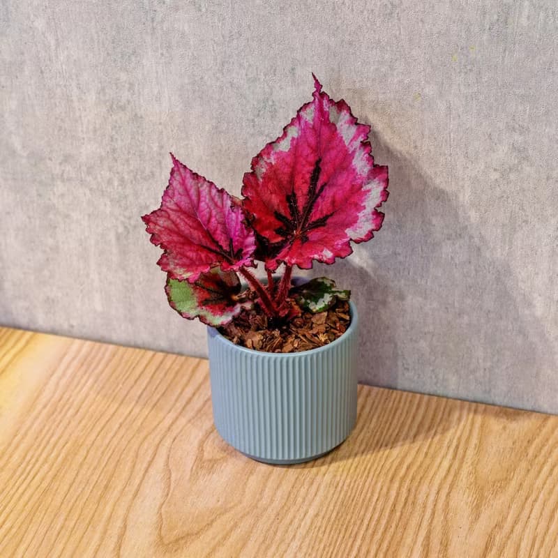 蛤蟆秋海棠 莫蘭迪色系直紋陶盆 室內植物 觀葉植物 禮物 盆栽