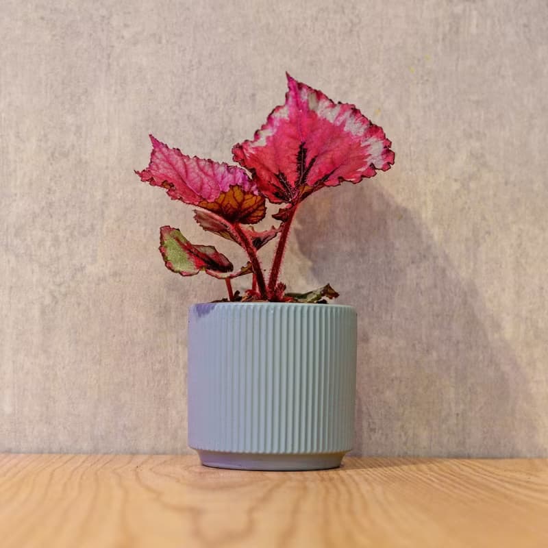 蛤蟆秋海棠 莫蘭迪色系直紋陶盆 室內植物 觀葉植物 禮物 盆栽