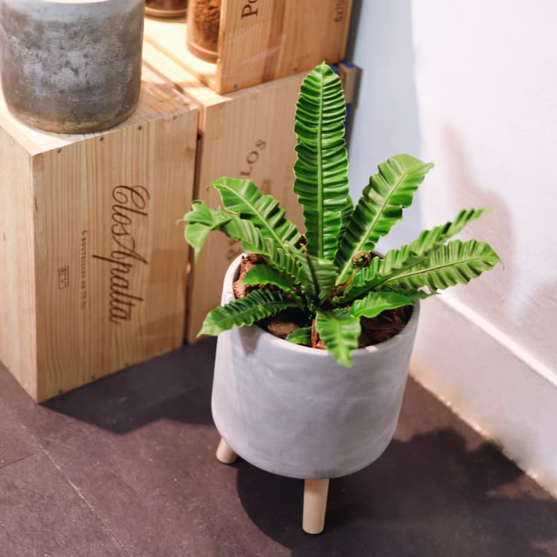 【室內盆栽】銀翼山蘇盆栽 小型盆栽 觀葉植物 綠化 盆栽 送禮