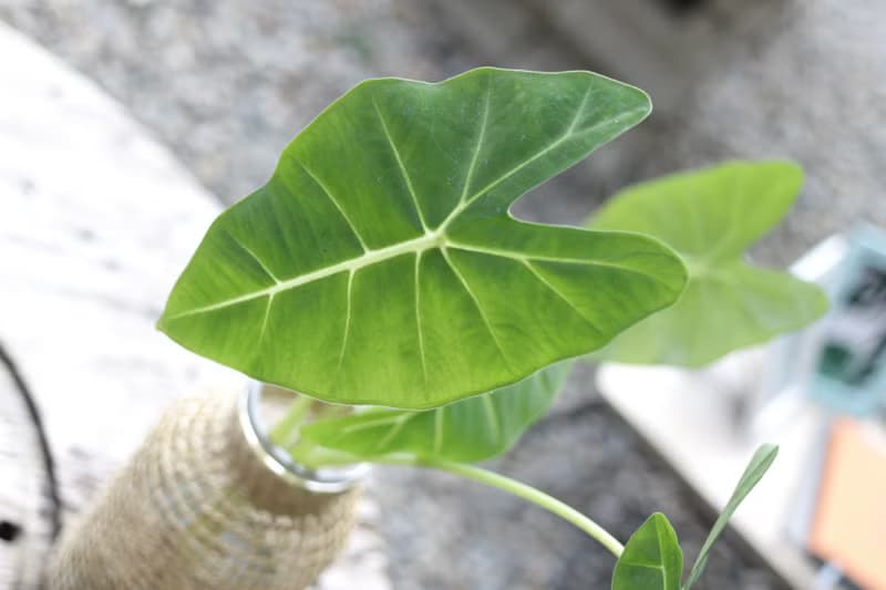 水培植栽│絨葉觀音蓮_室內植物 藤編玻璃花器