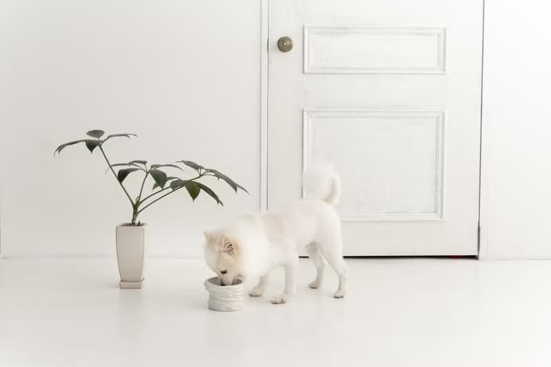 Twisted  pet bowl  ペットボウル　食器スタンド　小型犬　中型犬　ネコ　陶器