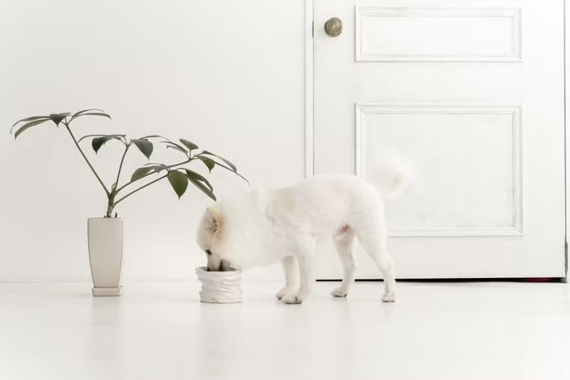 Twisted  pet bowl  ペットボウル　食器スタンド　小型犬　中型犬　ネコ　陶器