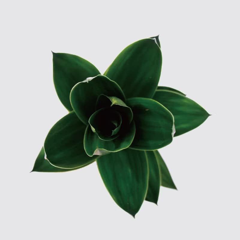│ 玻璃系列 │ 蓮花竹 - 玻璃 水耕盆栽 魚水共生 吉性植物