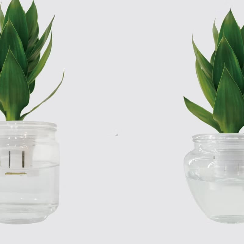 │ 玻璃系列 │ 蓮花竹 - 玻璃 水耕盆栽 魚水共生 吉性植物