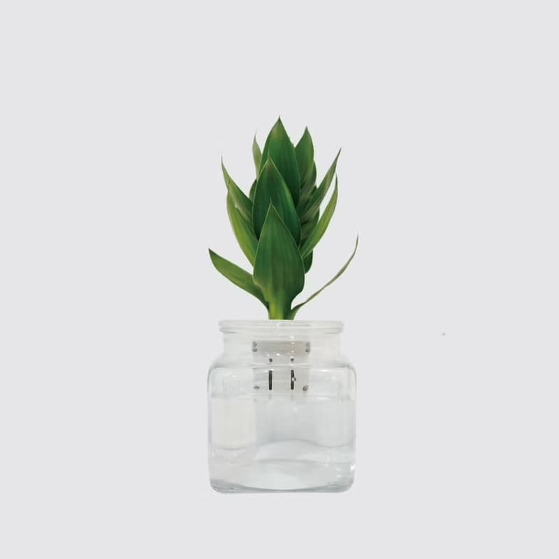 │ 玻璃系列 │ 蓮花竹 - 玻璃 水耕盆栽 魚水共生 吉性植物