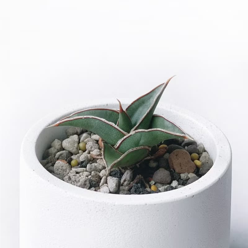 (預購) 莫蘭迪綠系列 | 威力虎尾蘭 圓形雙色漸層水泥植栽