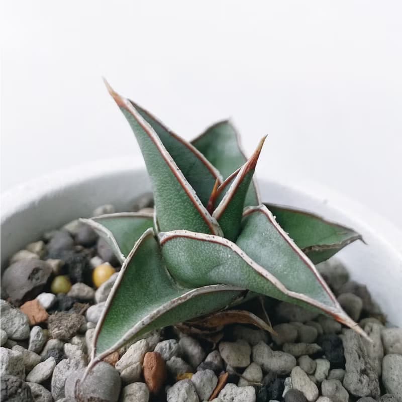 (預購) 莫蘭迪綠系列 | 威力虎尾蘭 圓形雙色漸層水泥植栽