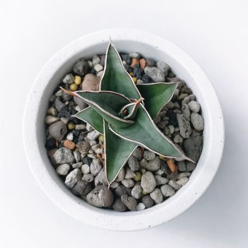 (預購) 莫蘭迪綠系列 | 威力虎尾蘭 圓形雙色漸層水泥植栽