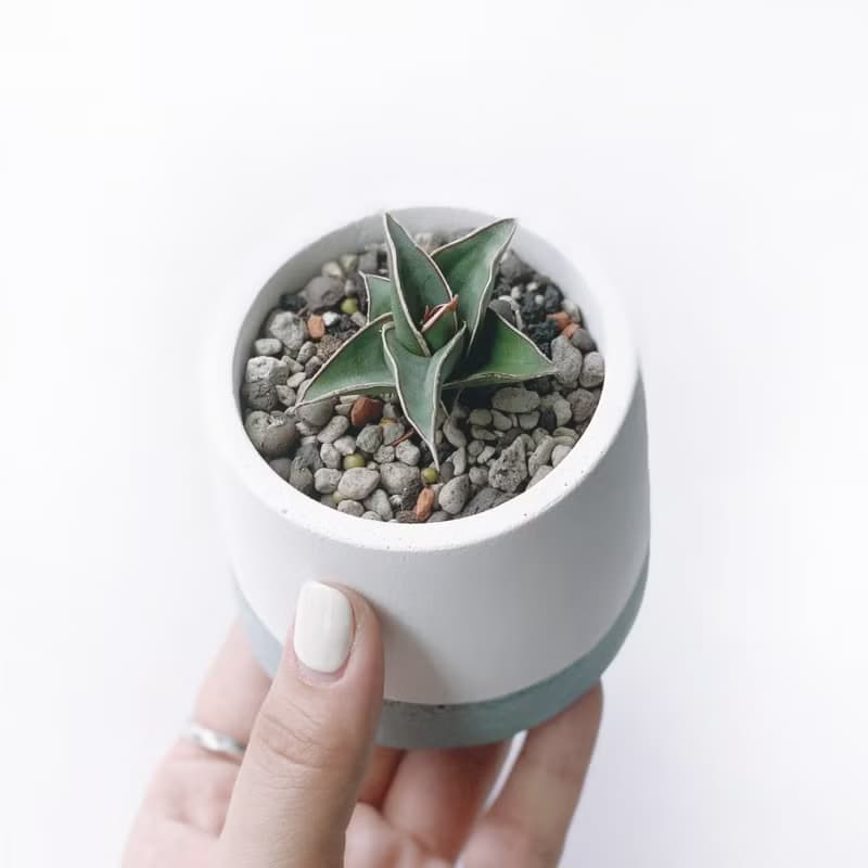 (預購) 莫蘭迪綠系列 | 威力虎尾蘭 圓形雙色漸層水泥植栽