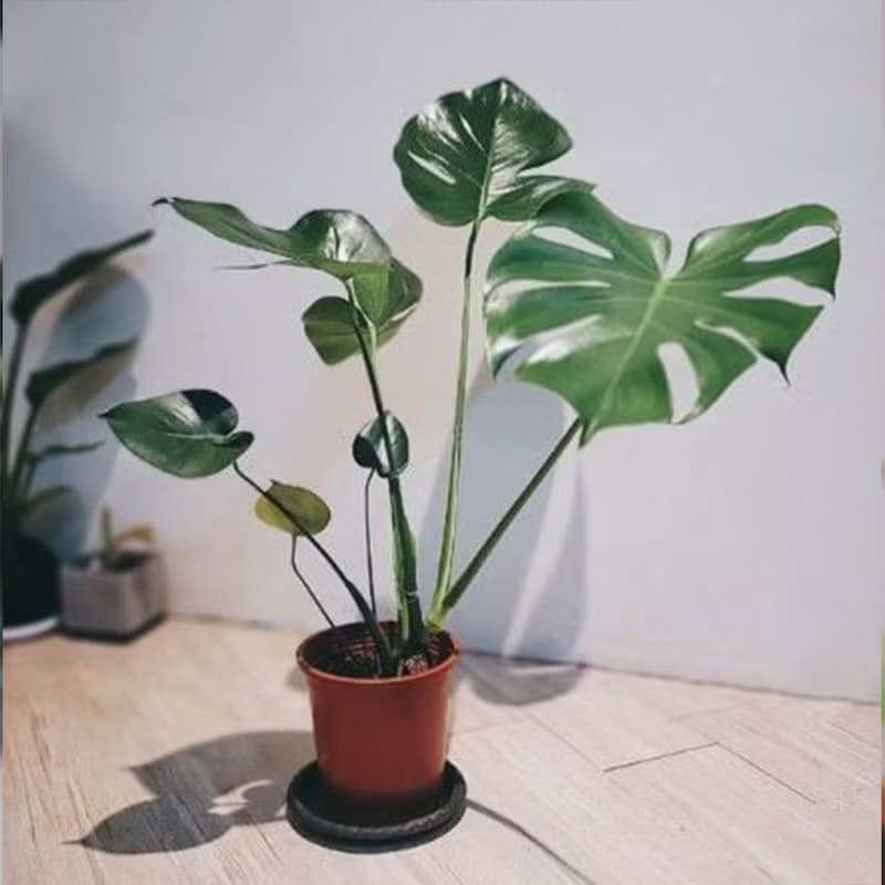 6吋水泥盆龜背芋