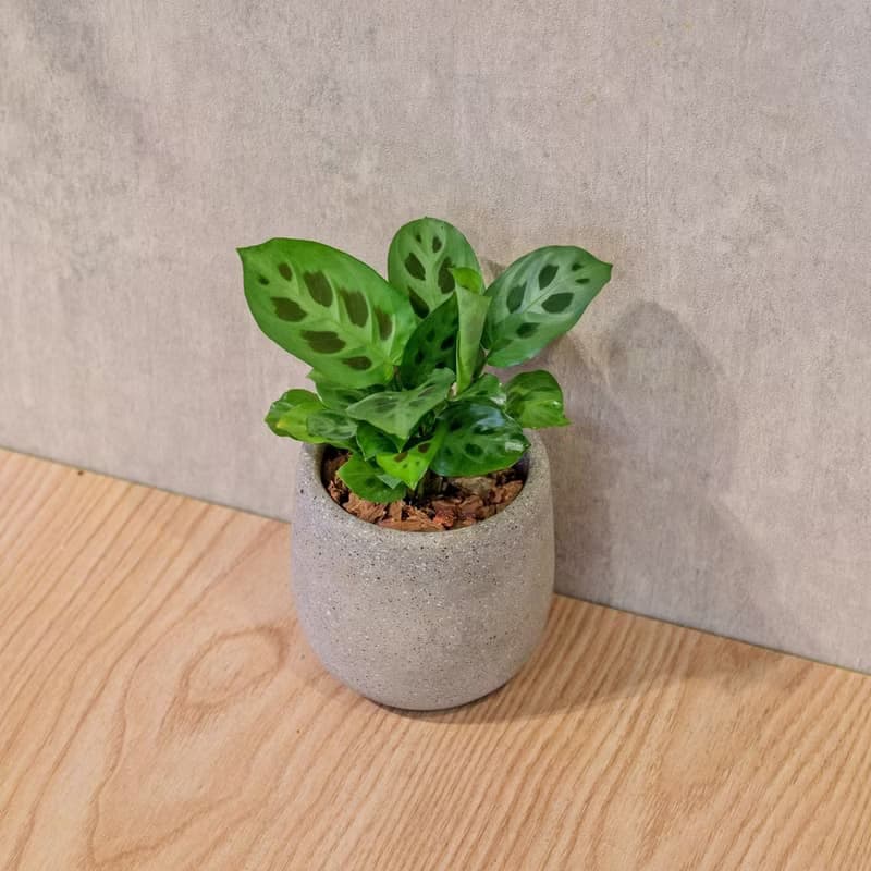 貓熊竹芋 桌上型水泥盆栽 觀葉植物 禮物 盆栽 交換禮物 植物