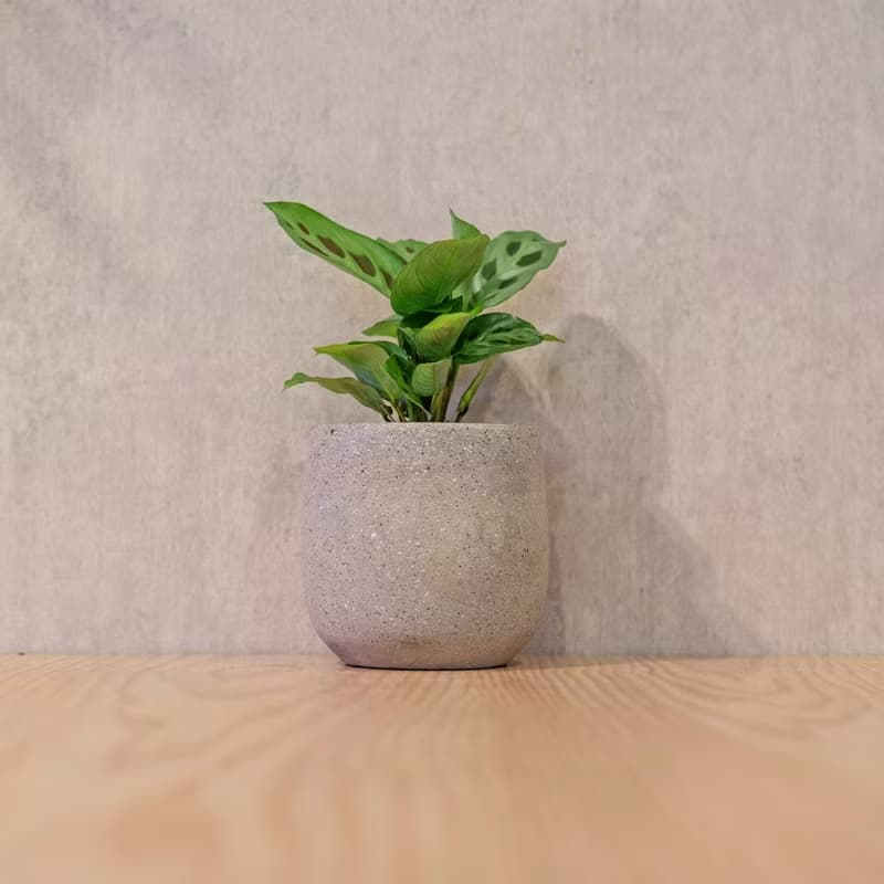 貓熊竹芋 桌上型水泥盆栽 觀葉植物 禮物 盆栽 交換禮物 植物