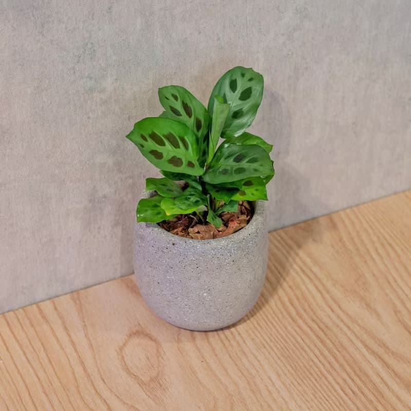 貓熊竹芋 桌上型水泥盆栽 觀葉植物 禮物 盆栽 交換禮物 植物