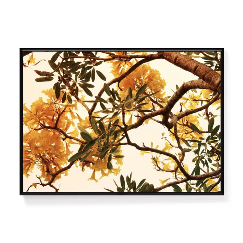 金黃盛宴I - 黃金風鈴木攝影掛畫/植物裝飾畫/角落擺設佈置/掛畫