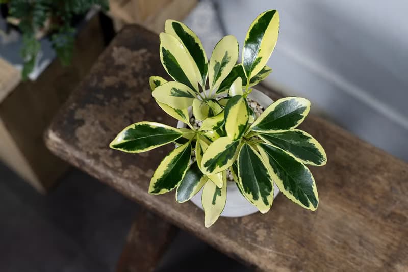 【室內盆栽】斑葉鵝掌藤盆栽 觀葉植物 發財樹 植栽 開幕送禮