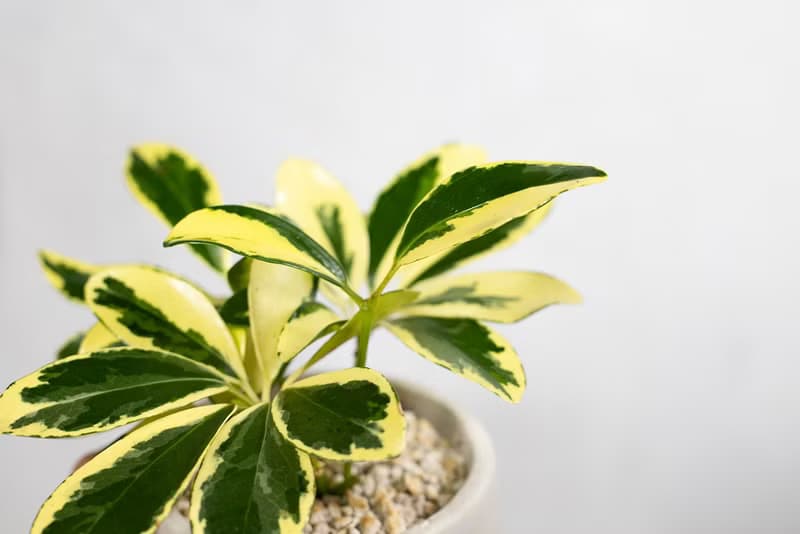 【室內盆栽】斑葉鵝掌藤盆栽 觀葉植物 發財樹 植栽 開幕送禮