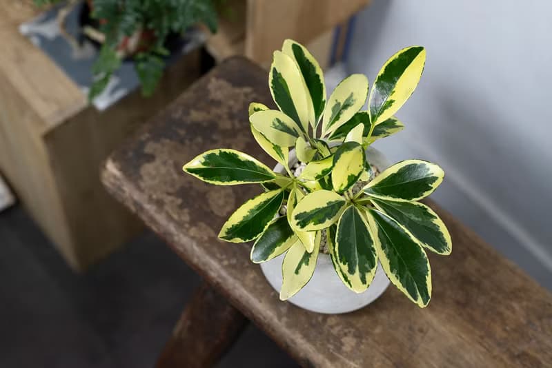 【室內盆栽】斑葉鵝掌藤盆栽 觀葉植物 發財樹 植栽 開幕送禮