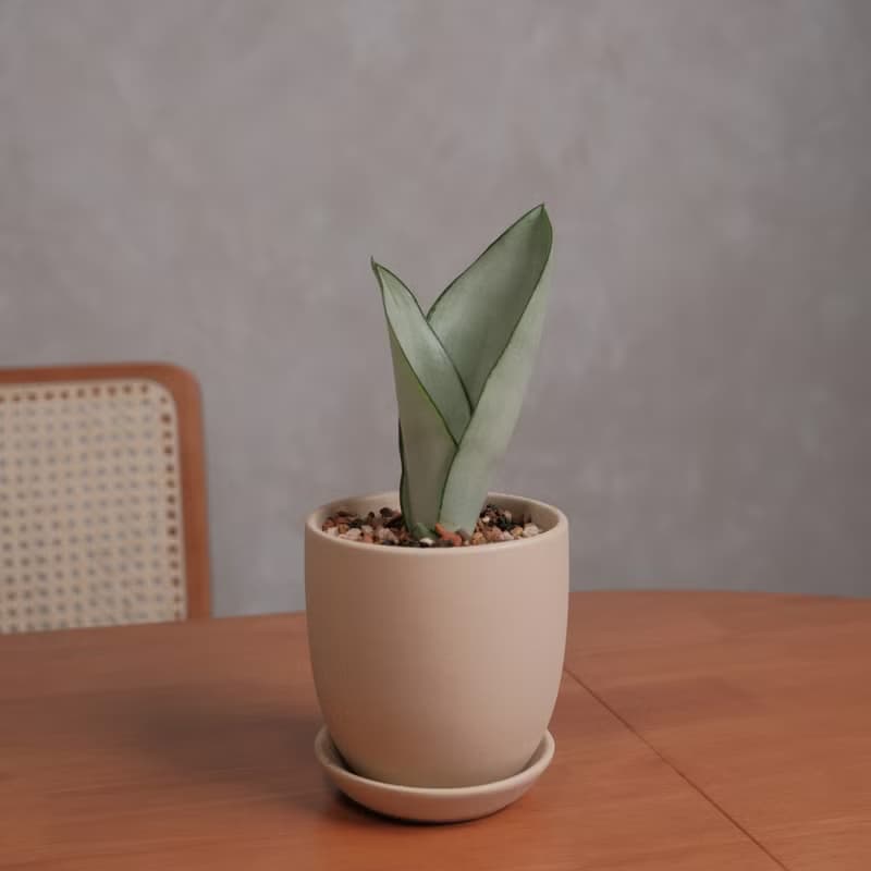 銀后虎尾蘭/室內植物/淨化空氣