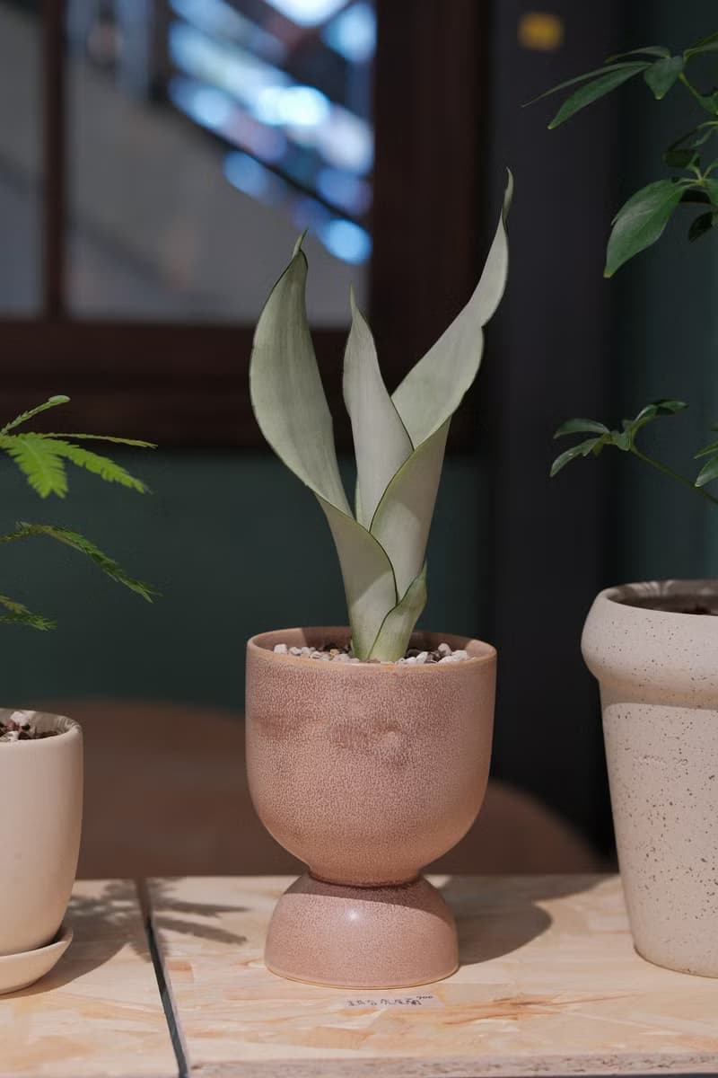 銀后虎尾蘭/室內植物/淨化空氣