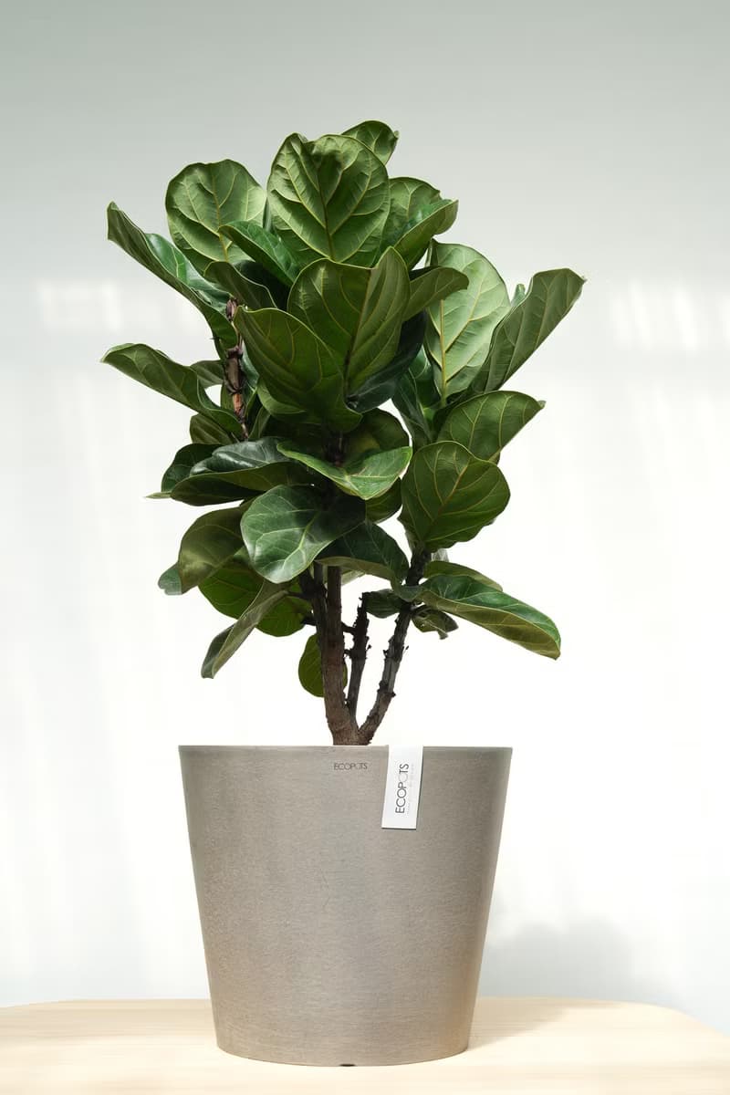 琴葉榕│有植 Yuzhi