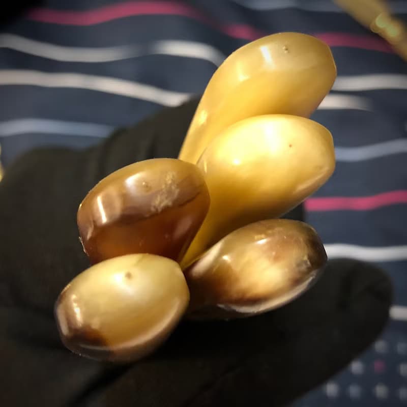 法國罕見天然洞角手柄黃銅刀叉24件組/有原裝盒