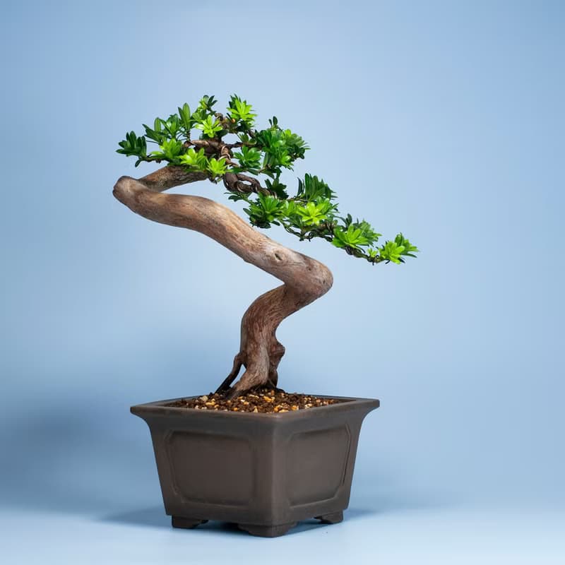 【空間擺設】禪意盆栽 送禮推薦 雅緻盆栽
