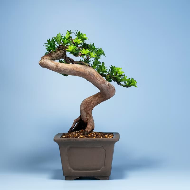 【空間擺設】禪意盆栽 送禮推薦 雅緻盆栽