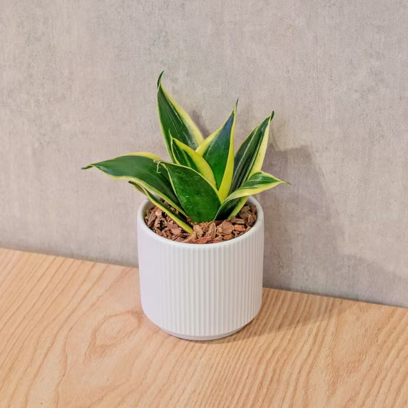 虎尾蘭 莫蘭迪色系直紋陶盆 室內植物 觀葉植物 禮物 盆栽