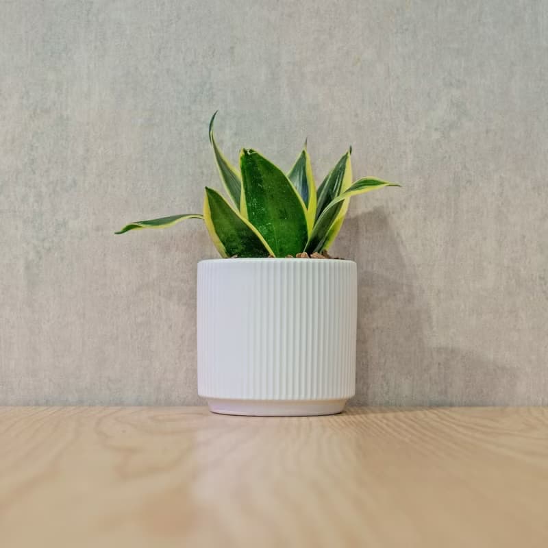虎尾蘭 莫蘭迪色系直紋陶盆 室內植物 觀葉植物 禮物 盆栽