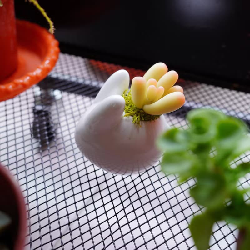 間諜多肉植物兔兔盆【黏土手作影片+材料包】