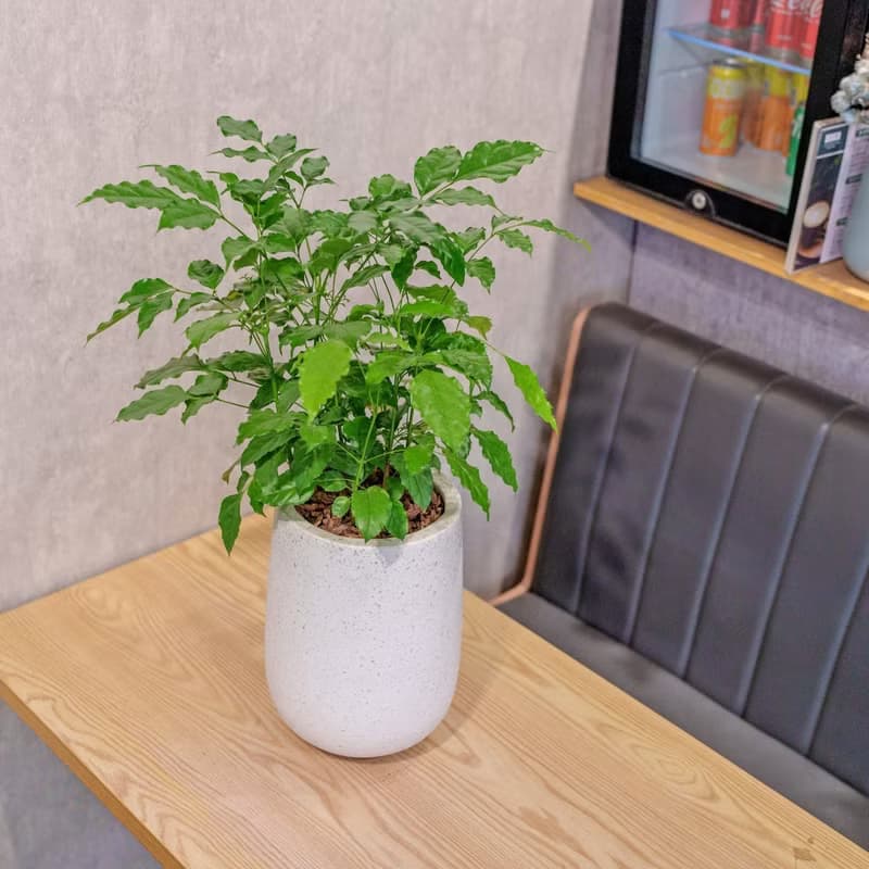 旺旺樹 發財樹 白水滴磨石盆栽 開幕花盆 觀葉植物 居家裝飾