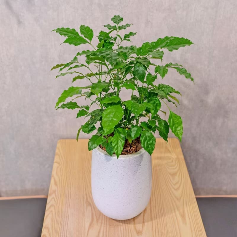 旺旺樹 發財樹 白水滴磨石盆栽 開幕花盆 觀葉植物 居家裝飾