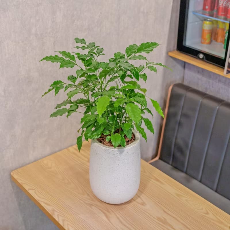 旺旺樹 發財樹 白水滴磨石盆栽 開幕花盆 觀葉植物 居家裝飾