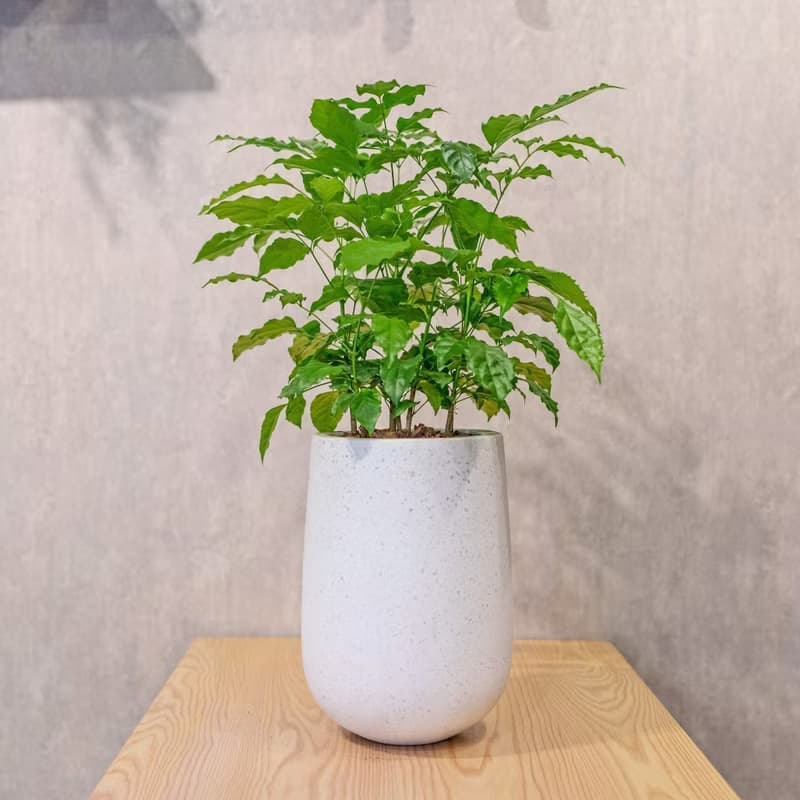 旺旺樹 發財樹 白水滴磨石盆栽 開幕花盆 觀葉植物 居家裝飾