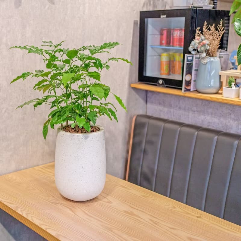 旺旺樹 發財樹 白水滴磨石盆栽 開幕花盆 觀葉植物 居家裝飾