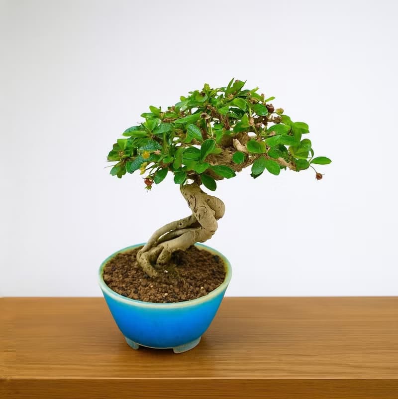 小品盆栽・福建茶