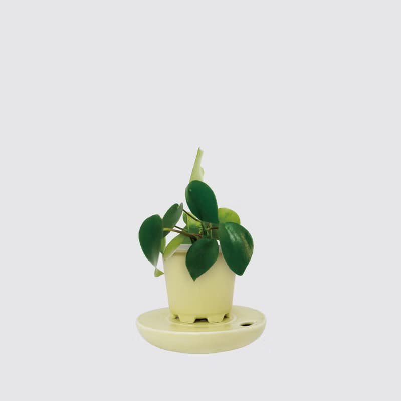 │ 窯瓷系列 │ 荷葉椒草 - 空氣淨化 觀葉植物 瓷器 水耕盆栽