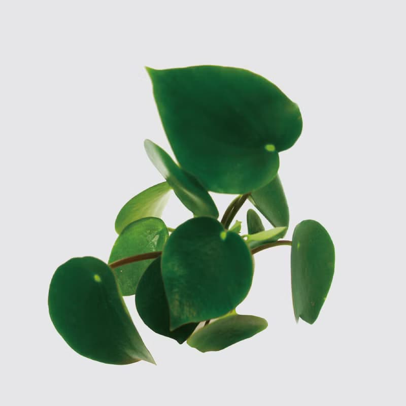 │ 窯瓷系列 │ 荷葉椒草 - 空氣淨化 觀葉植物 瓷器 水耕盆栽