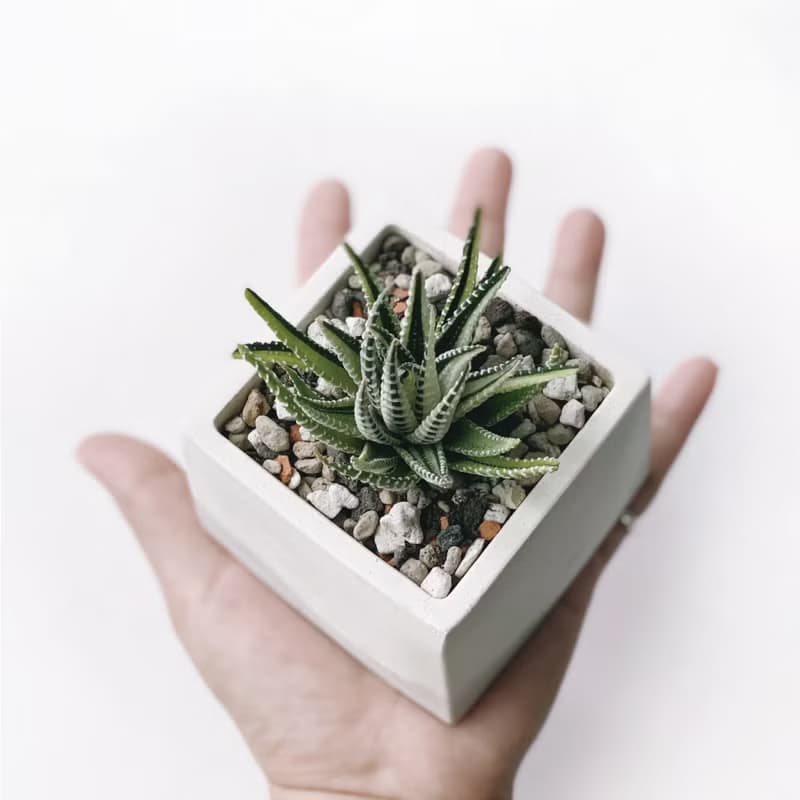 (現貨) 白灰漸層系列 | 十二之光 方形雙色水泥多肉植栽