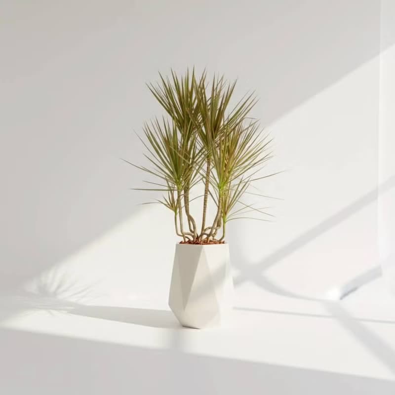 千年木 幾何白盆 落地盆栽 大盆栽 開幕送禮 喬遷禮物 植栽 辦公