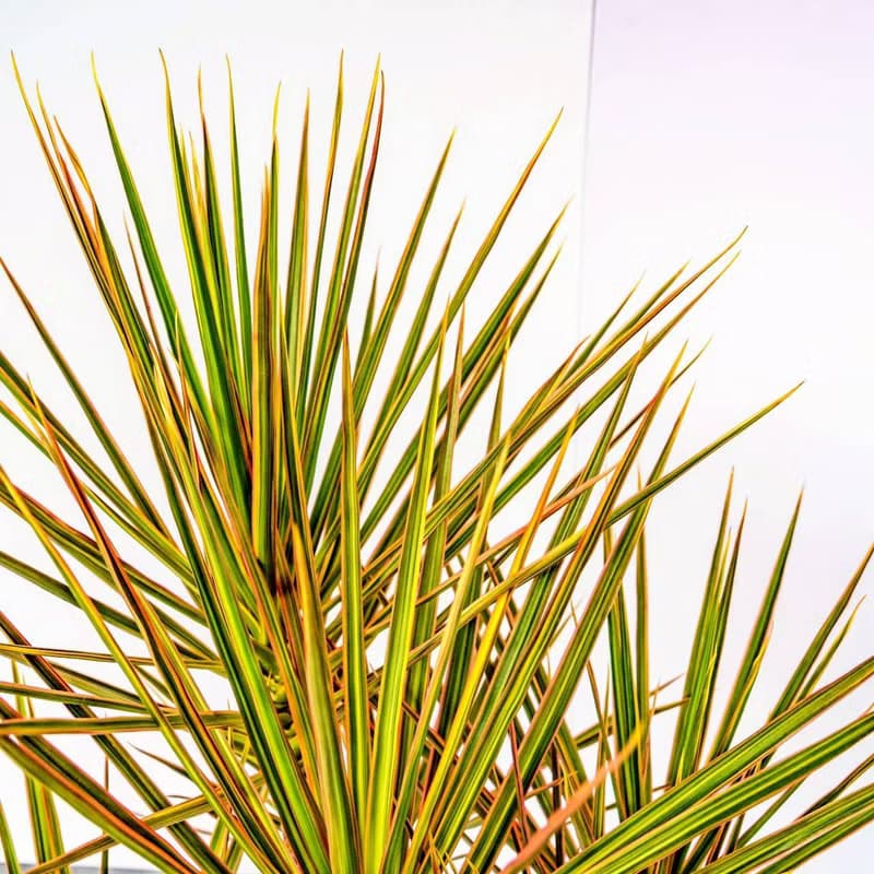 千年木 幾何白盆 落地盆栽 大盆栽 開幕送禮 喬遷禮物 植栽 辦公