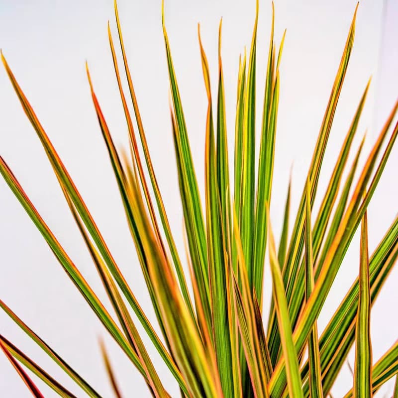 千年木 幾何白盆 落地盆栽 大盆栽 開幕送禮 喬遷禮物 植栽 辦公