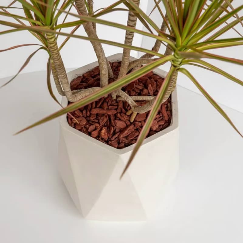 千年木 幾何白盆 落地盆栽 大盆栽 開幕送禮 喬遷禮物 植栽 辦公